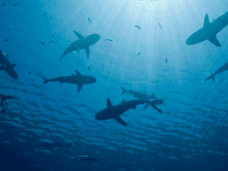 Sharks swimming beneath the ocean surface with sunlight filtering through the water.