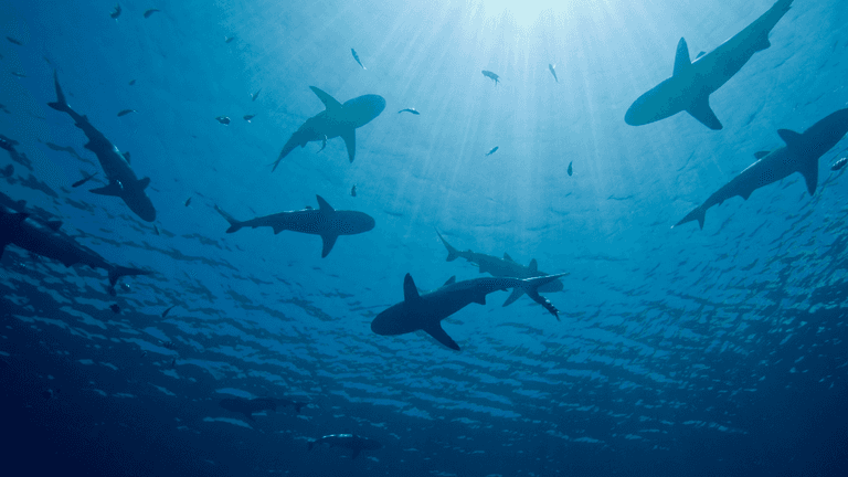 Sharks swimming beneath the ocean surface with sunlight filtering through the water.