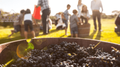 Bowl of grapes in foreground with people harvesting in a sunlit vineyard background