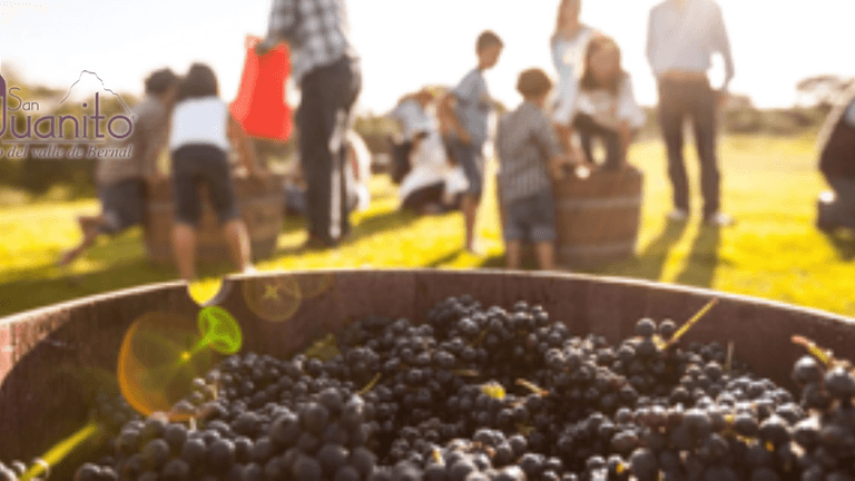 Bowl of grapes in foreground with people harvesting in a sunlit vineyard background