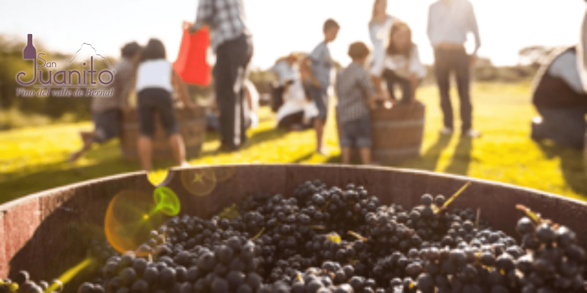Bowl of grapes in foreground with people harvesting in a sunlit vineyard background