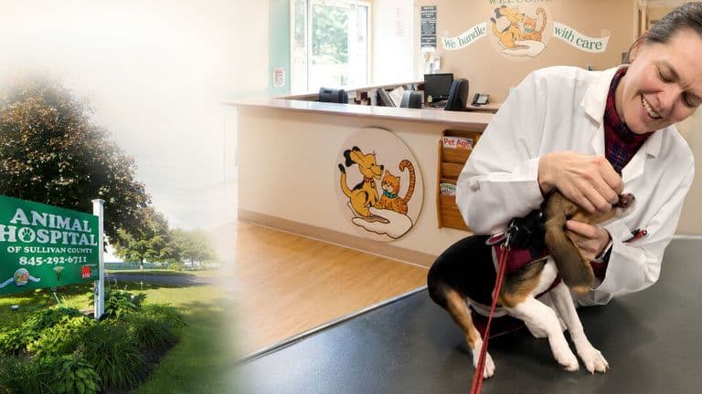 Veterinarian examining a puppy beside Animal Hospital of Sullivan County reception area and hospital sign.