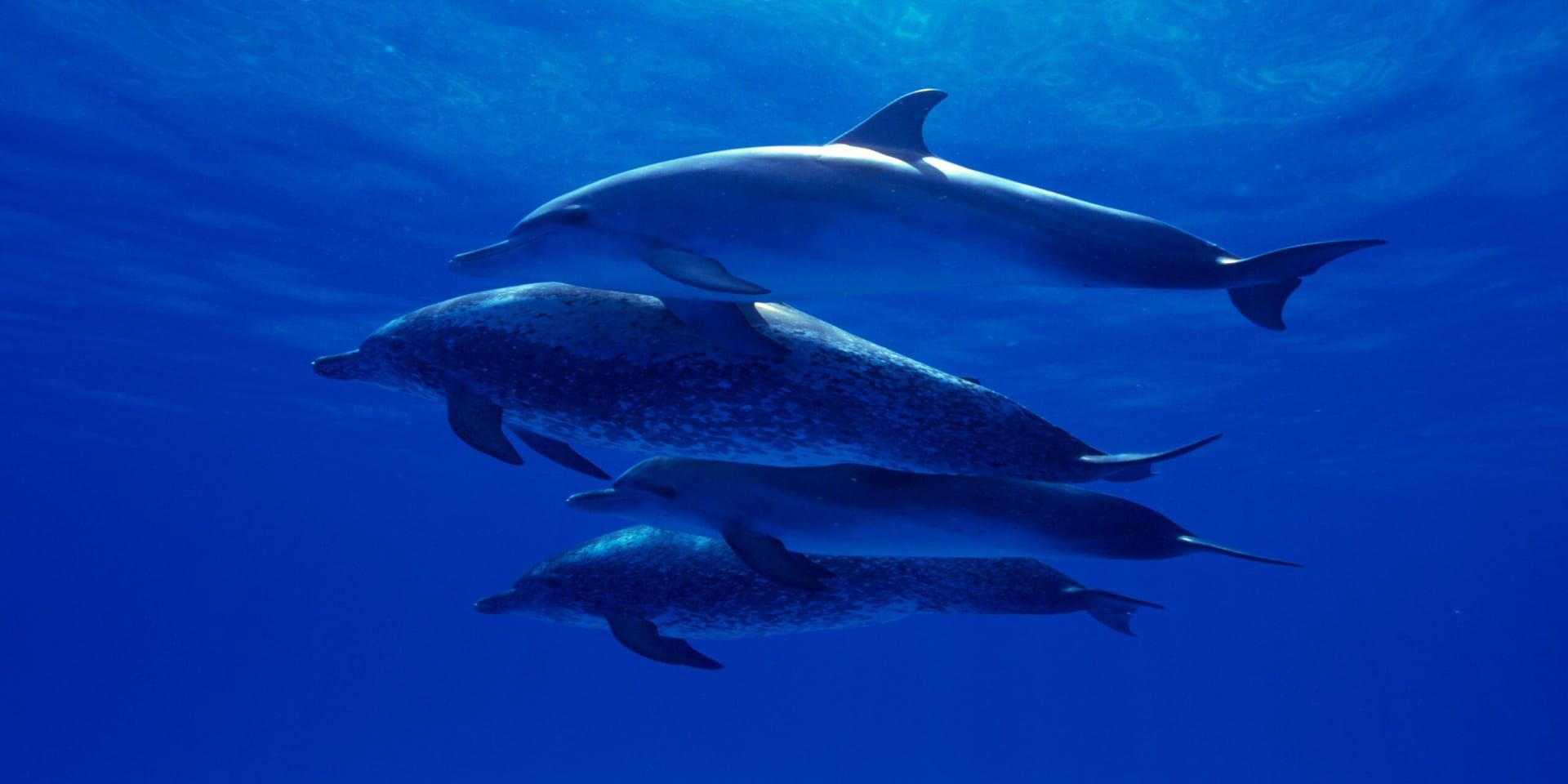AI Tool DOLPHIN Uncovers Hidden Genetic Markers in Single Cells, Revolutionizing Personalized Medicine