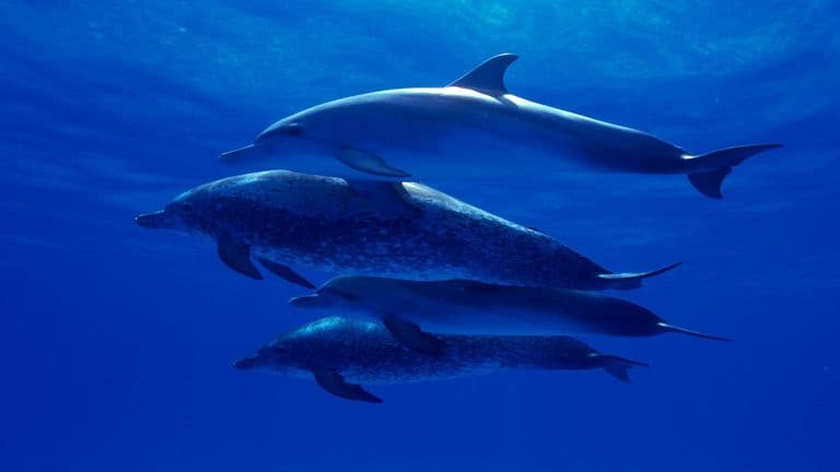 AI Tool DOLPHIN Uncovers Hidden Genetic Markers in Single Cells, Revolutionizing Personalized Medicine