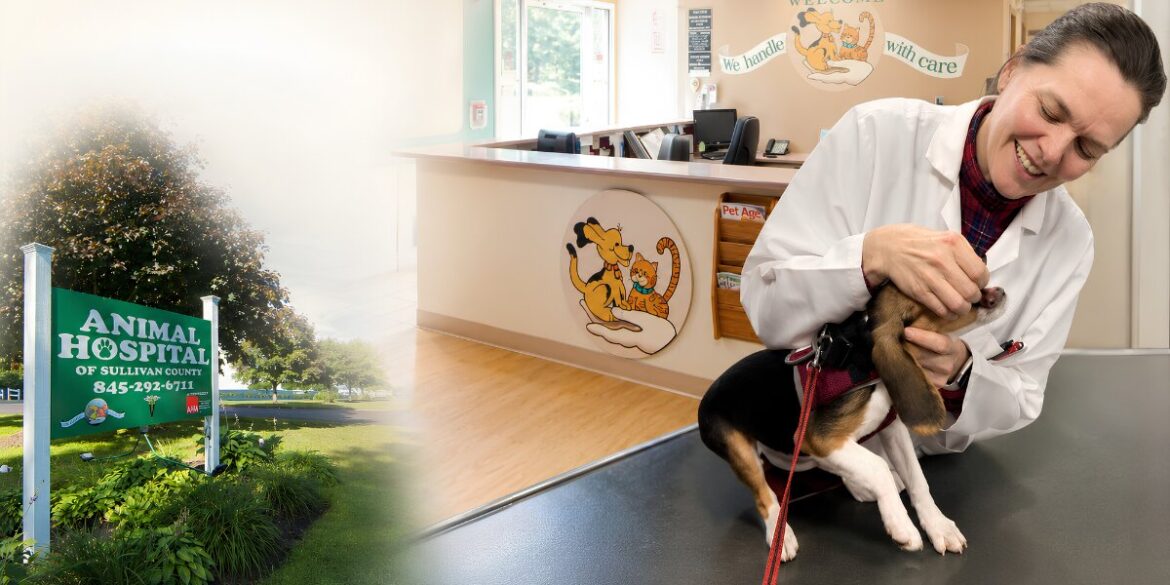 Veterinarian examining a puppy beside Animal Hospital of Sullivan County reception area and hospital sign.
