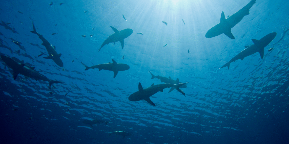 Sharks swimming beneath the ocean surface with sunlight filtering through the water.
